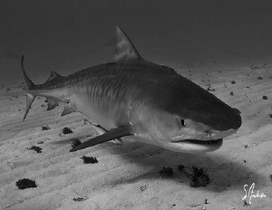 Emma the beautiful Tiger Shark makes her way to the float... by Steven Anderson 